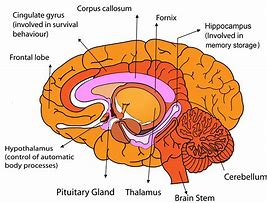 Image result for What Does the Human Brain Look Like
