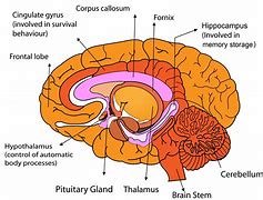 Image result for Brain Anatomy Drawing
