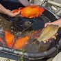 Image result for Biggest Goldfish Ever Found