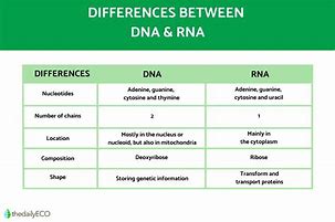 Image result for DNA/RNA Difference