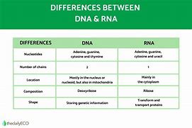 Image result for DNA and RNA Differences