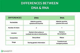 Image result for RNA DNA Difference