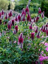 Afbeeldingsresultaten voor Trifolium rubens