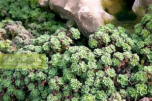 Image result for Aichryson tortuosum