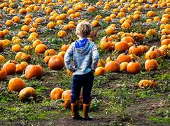 Image result for Pumpkin Picking with Animals