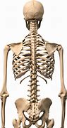 Image result for Human Anatomy Diagram Bones