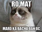 Image result for Indian Cat Meme