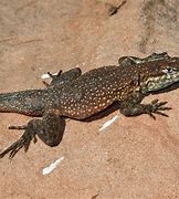 Image result for Side-blotched Lizard