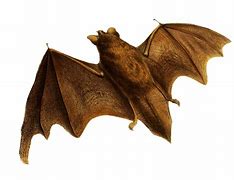 Image result for Bat Animation Black Background