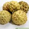 Image result for custard apples