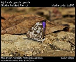 Image result for cymbia