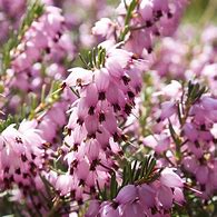 Image result for Erica darleyensis Darley Dale