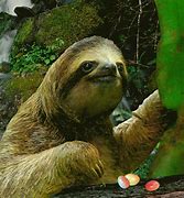 Image result for 3 Toed Sloth Meme