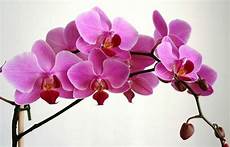 orchidee fiori appassiti come coltivare le orchidee orchidee come coltivare le orchidee fiori appassiti come coltivare le orchidee orchidee come coltivare le