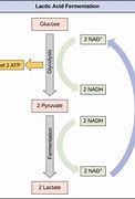 Image result for Anaerobic Respiration Pathway