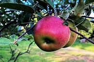 Image result for Autumn Apples
