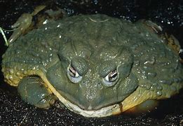 Image result for What Is the Biggest Frog in the World