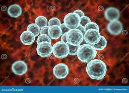 Image result for Chlamydia Bacteria Under Microscope