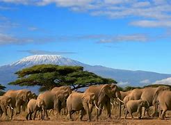 Image result for Amboseli