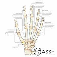 Image result for Anatomy of the Thumb