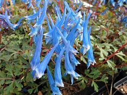 Image result for Corydalis curviflora var. rosthornii Blue Heron