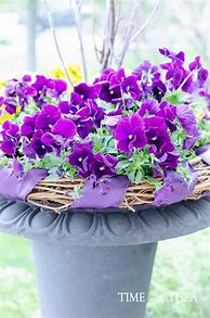 Image result for Container Gardening Flowers