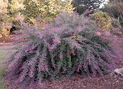 Image result for Lespedeza thunbergii