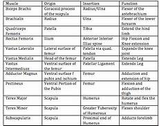 Muscle Origins And Insertions Table Muscles Chart