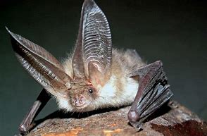 Image result for bats ear