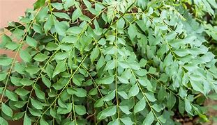 Image result for Curry Leaf Plant PFP