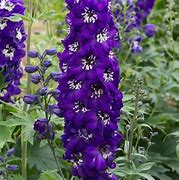 Image result for Delphinium Christel