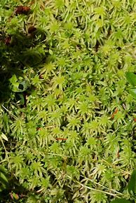 Image result for Tree Moss Types