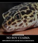 Image result for cuaima