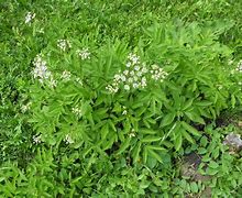Image result for Sium latifolium