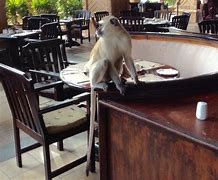 Image result for Velvet Monkey Restaurant Ezulwini