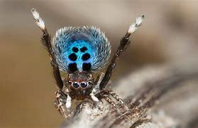 Image result for Peacock Spider Dancing