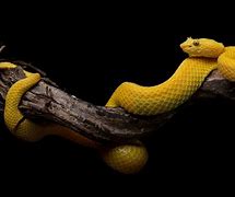 Image result for Serpent Square Wallpaper