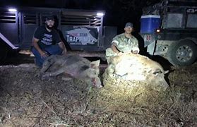 Image result for Texas Wild Hog Problem