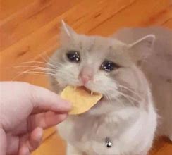 Image result for Crying Cat Eating