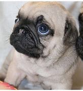 Image result for Cutest Baby Pug with Blue Eyes