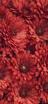 Image result for Flower Wallpaper iPhone X