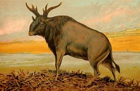 Image result for Extinct Moose