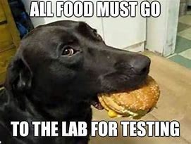 Image result for Funny Lab Dog Memes
