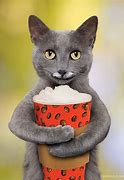 Image result for Funny Gray Cats