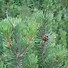 Image result for Pinus mugo pumilio