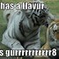 Image result for Funny Tiger Quotes