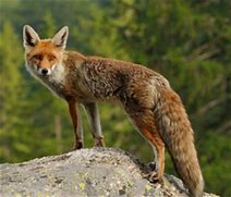 Image result for picture of  fox with  lyme disease