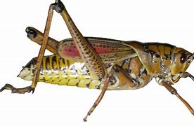 Image result for Grasshopper Pose
