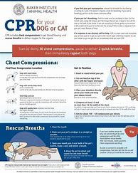 Image result for Pet CPR Chart