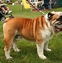 Image result for Mini Bulldog Full-Grown
